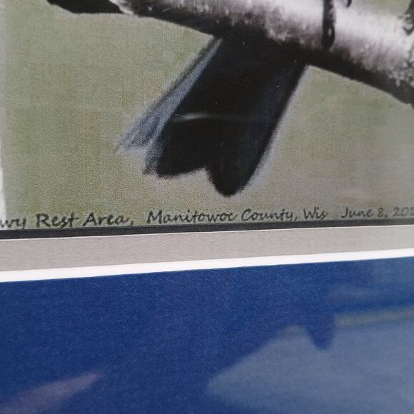 Eastern Male Bluebird, R T Wallen Photography Art Print, Matted & Framed 18x15" - Picture 4 of 9